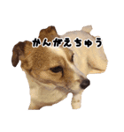 ジャックラッセルテリアのあんこ（個別スタンプ：14）