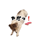 ジャックラッセルテリアのあんこ（個別スタンプ：16）