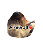 ジャックラッセルテリアのあんこ（個別スタンプ：26）