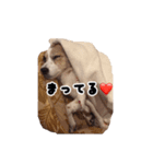 ジャックラッセルテリアのあんこ（個別スタンプ：27）