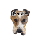 ジャックラッセルテリアのあんこ（個別スタンプ：32）
