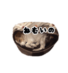 ジャックラッセルテリアのあんこ（個別スタンプ：34）