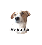ジャックラッセルテリアのあんこ（個別スタンプ：38）