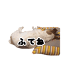 ジャックラッセルテリアのあんこ（個別スタンプ：39）