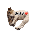 ジャックラッセルテリアのあんこ（個別スタンプ：40）