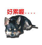 Li Bo（個別スタンプ：12）