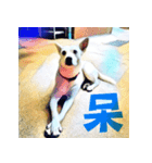 White Dog XD（個別スタンプ：1）