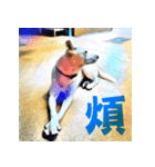 White Dog XD（個別スタンプ：2）