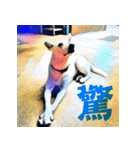 White Dog XD（個別スタンプ：3）