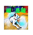 White Dog XD（個別スタンプ：9）