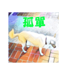 White Dog XD（個別スタンプ：13）
