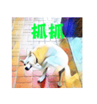 White Dog XD（個別スタンプ：14）