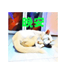 White Dog XD（個別スタンプ：16）