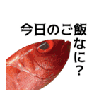 私が魚です。2（個別スタンプ：33）