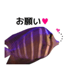 私が魚です。2（個別スタンプ：36）