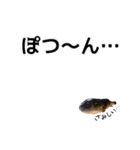 私が魚です。2（個別スタンプ：40）