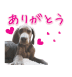 犬のワイマさん（個別スタンプ：1）