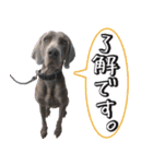 犬のワイマさん（個別スタンプ：3）