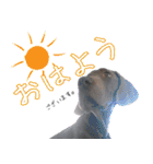 犬のワイマさん（個別スタンプ：4）