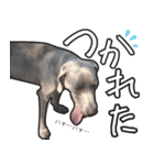 犬のワイマさん（個別スタンプ：5）