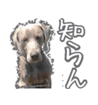 犬のワイマさん（個別スタンプ：6）