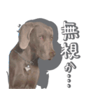 犬のワイマさん（個別スタンプ：8）