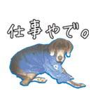 犬のワイマさん（個別スタンプ：10）