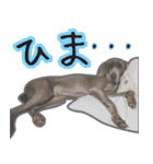 犬のワイマさん（個別スタンプ：15）