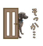 犬のワイマさん（個別スタンプ：16）