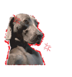 犬のワイマさん（個別スタンプ：20）