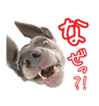 犬のワイマさん（個別スタンプ：22）
