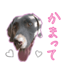 犬のワイマさん（個別スタンプ：23）
