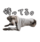 犬のワイマさん（個別スタンプ：25）