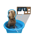 犬のワイマさん（個別スタンプ：27）