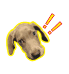 犬のワイマさん（個別スタンプ：28）