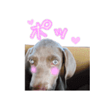 犬のワイマさん（個別スタンプ：29）