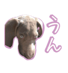 犬のワイマさん（個別スタンプ：30）