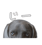犬のワイマさん（個別スタンプ：31）