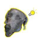 犬のワイマさん（個別スタンプ：33）