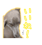 犬のワイマさん（個別スタンプ：34）