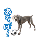犬のワイマさん（個別スタンプ：35）