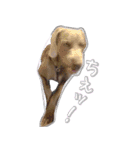 犬のワイマさん（個別スタンプ：36）