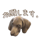 犬のワイマさん（個別スタンプ：38）