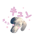 犬のワイマさん（個別スタンプ：39）
