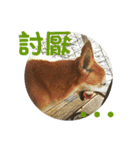 Cute Shiba Inu DOG（個別スタンプ：4）