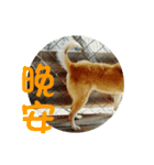 Cute Shiba Inu DOG（個別スタンプ：6）