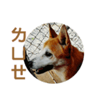 Cute Shiba Inu DOG（個別スタンプ：9）