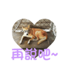 Cute Shiba Inu DOG（個別スタンプ：10）