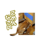 さいぞうとキリ（個別スタンプ：18）