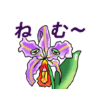 洋ラン・わーるど（個別スタンプ：13）